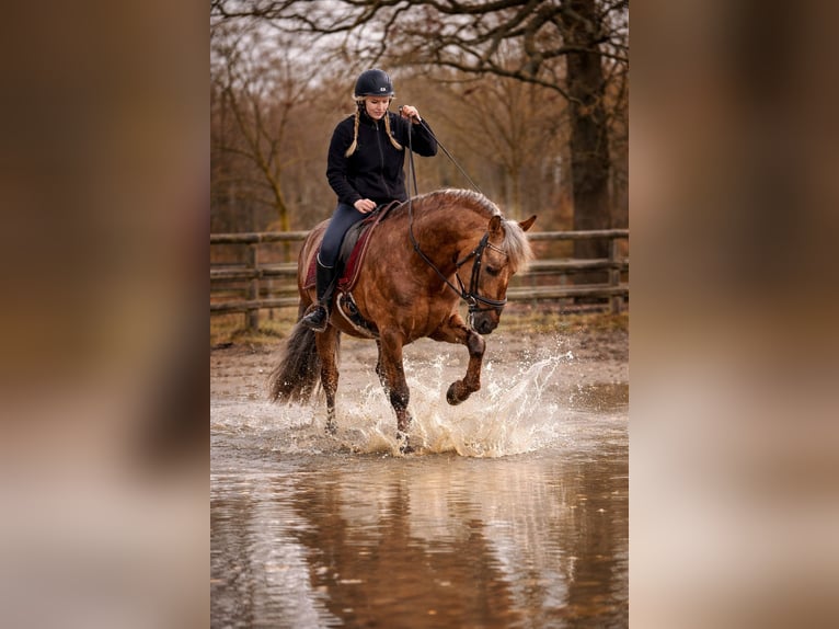 PRE Hengst Palomino in Haltern am See