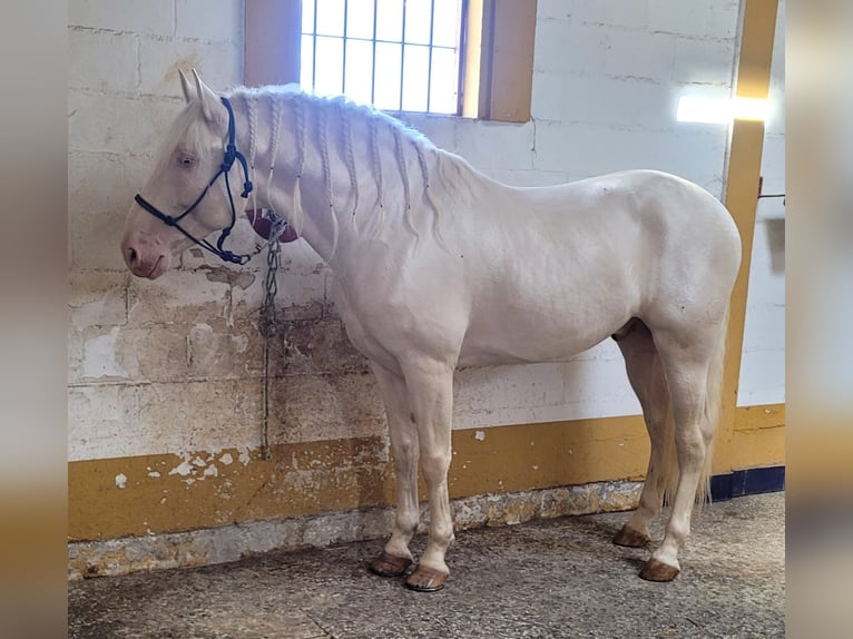 PRE Hengst Palomino in Brauweiler