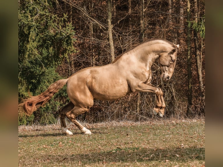 PRE Hengst Pearl in Steinsberg