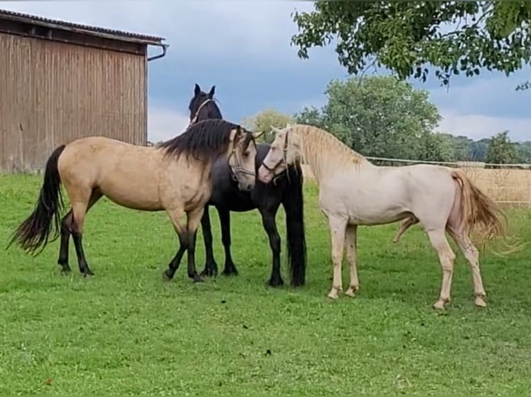 PRE Hengst Perlino in Ohrenbach