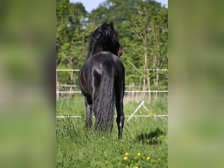 PRE Hengst Rappe in Großbartloff