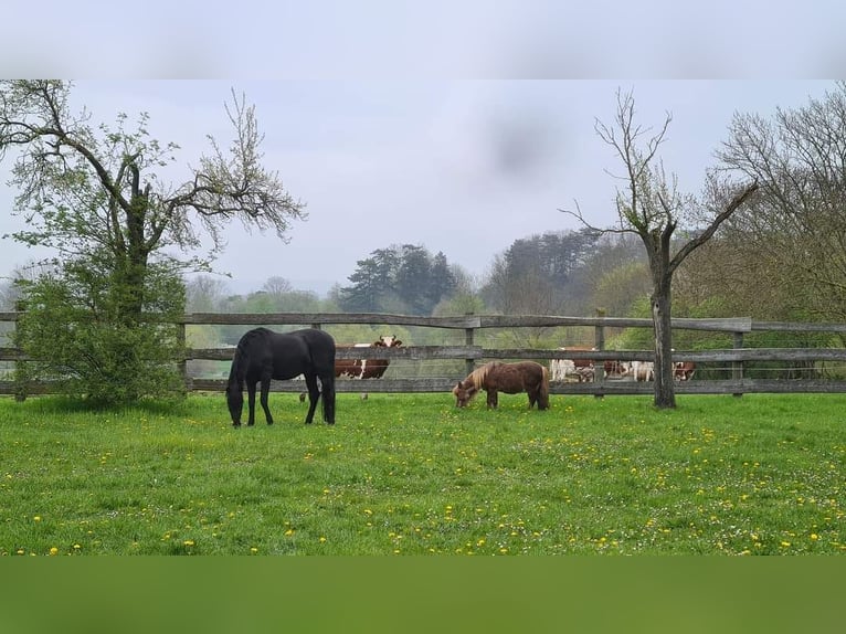 PRE Hengst Rappe in Großbartloff