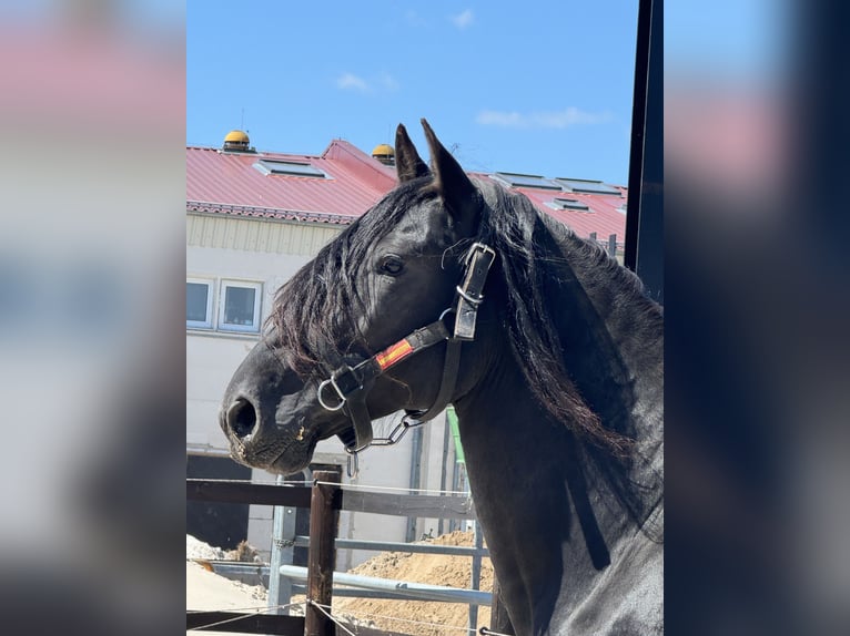 PRE Hengst Rappe in Stahnsdorf