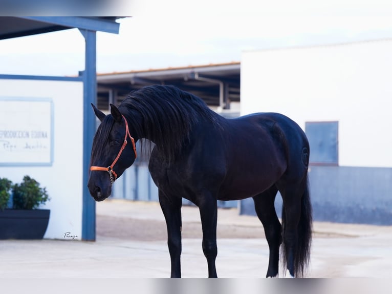 PRE Hengst Rappe in Utiel