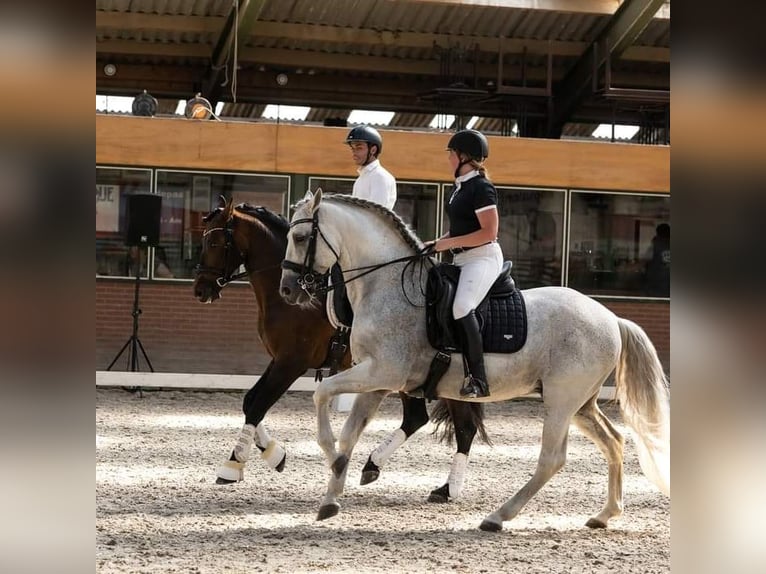 PRE Hengst Schimmel in Nagele