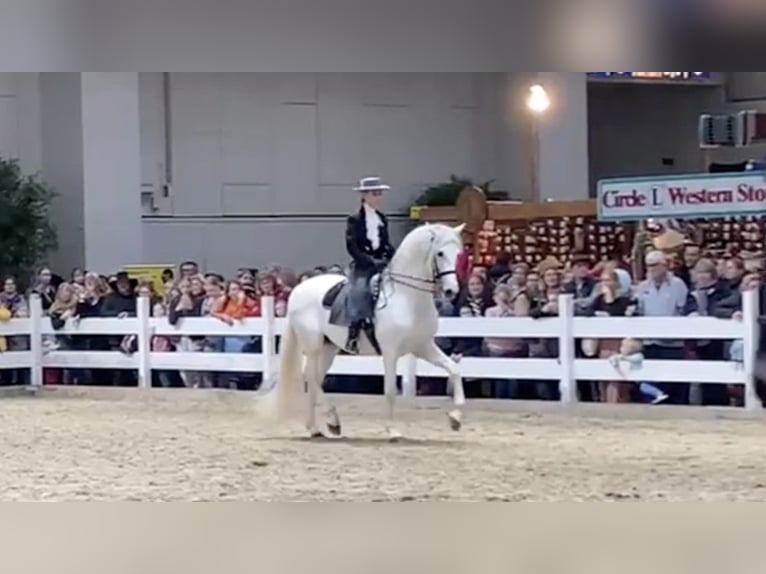 PRE Hengst Schimmel in Wiesbaden