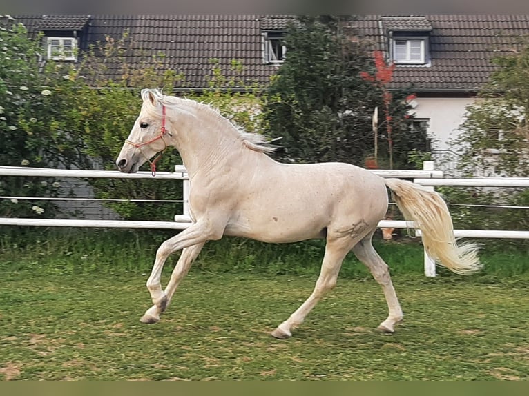 PRE Hengst Schimmel in Wiesbaden