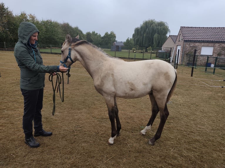 PRE Hengst Veulen (03/2025) 130 cm Buckskin in Nieuwerkerken
