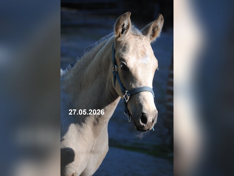 PRE Hengst Veulen (01/2026) 158 cm Buckskin in Himmelpforten