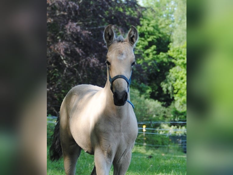 PRE Hengst Veulen (01/2026) 158 cm Buckskin in Himmelpforten