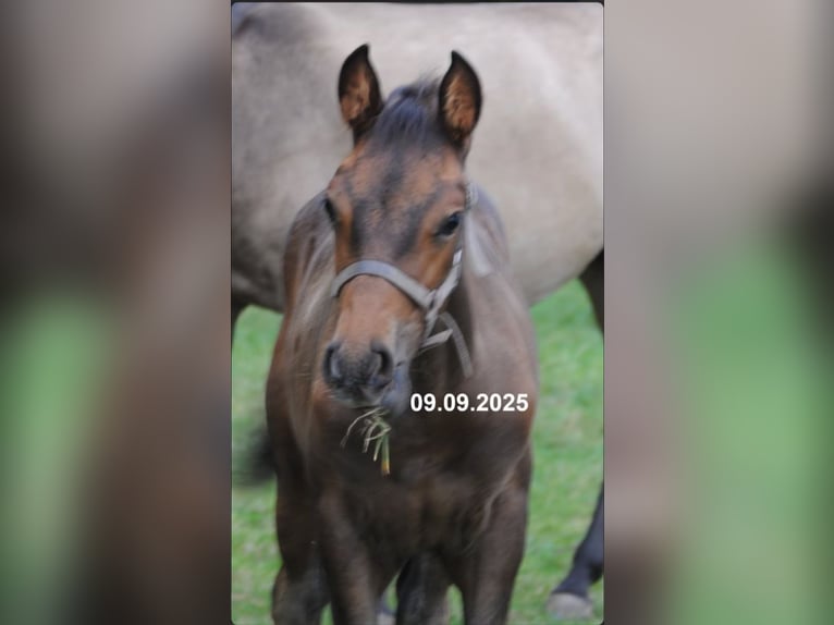 PRE Mix Hengst Veulen (01/2025) 158 cm Pearl in Himmelpforten