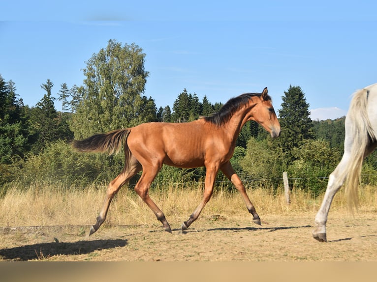 PRE Hengst Veulen (01/2026) 160 cm  in Dochamps