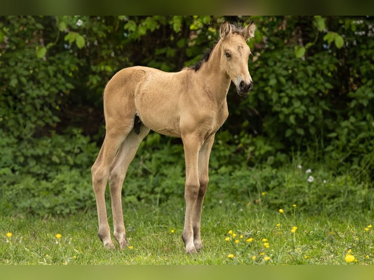 PRE Hengst Veulen (04/2026) 160 cm Buckskin in Feuchtwangen