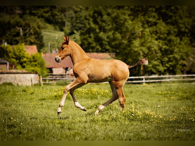 PRE Hengst veulen (04/2024) 160 cm Donkere-vos in Le coudray sur thelle