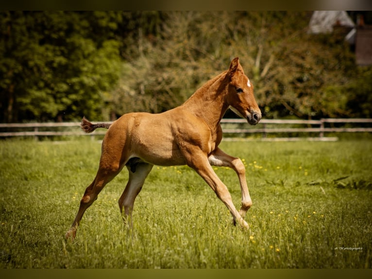 PRE Hengst veulen (04/2024) 160 cm Donkere-vos in Le coudray sur thelle