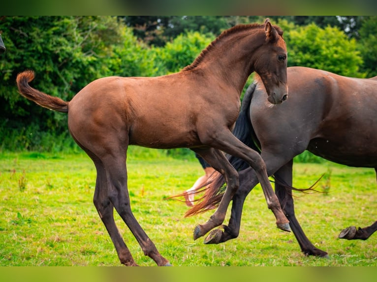 PRE Hengst veulen (04/2024) 160 cm Donkere-vos in Le coudray sur thelle