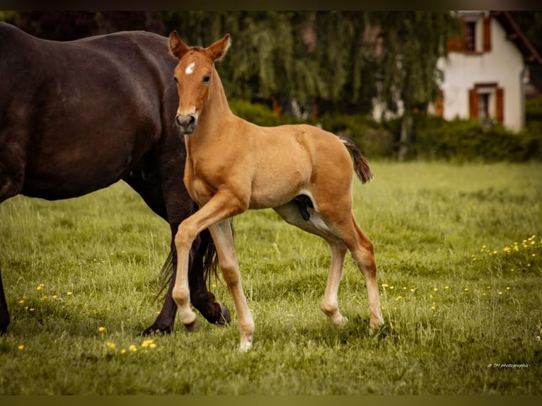 PRE Hengst veulen (04/2024) 160 cm Donkere-vos in Le coudray sur thelle