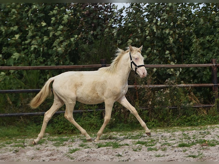 PRE Hengst Veulen (01/2026) 160 cm Perlino in Dochamps