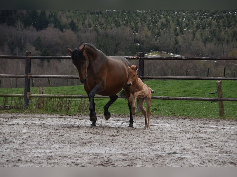 PRE Hengst Veulen (03/2026) 162 cm Buckskin in Dochamps