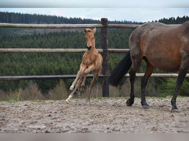 PRE Hengst Veulen (03/2026) 162 cm Buckskin in Dochamps