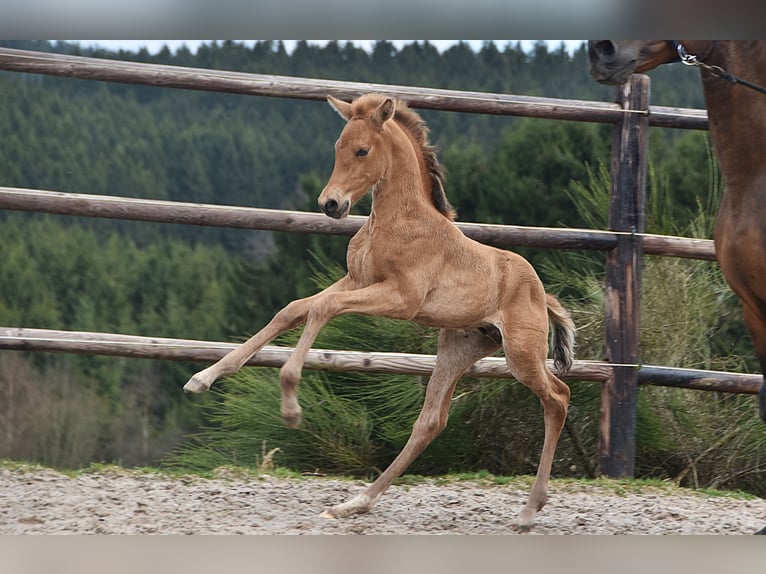 PRE Hengst Veulen (03/2026) 162 cm Buckskin in Dochamps