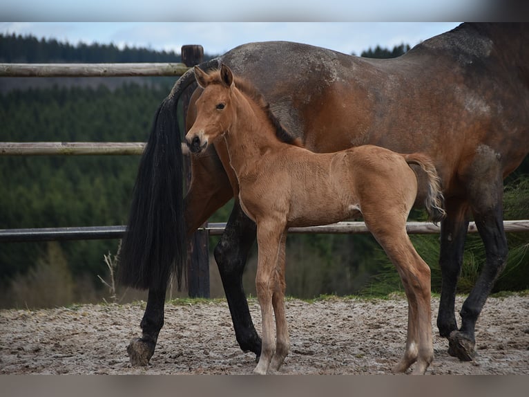 PRE Hengst Veulen (03/2026) 162 cm Buckskin in Dochamps