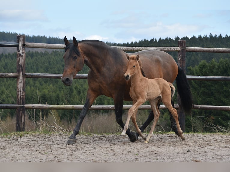 PRE Hengst Veulen (03/2026) 162 cm Buckskin in Dochamps