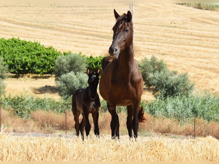 PRE Hengst Veulen (06/2025) 163 cm Zwart in Provinz Cordoba