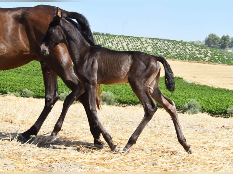 PRE Hengst Veulen (06/2025) 163 cm Zwart in Provinz Cordoba