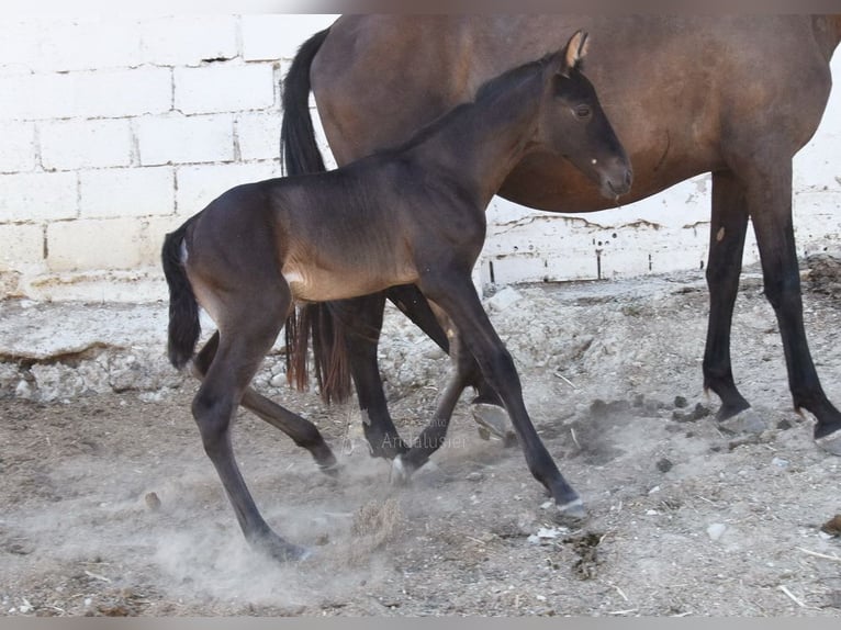PRE Hengst Veulen (06/2025) 163 cm Zwart in Provinz Cordoba