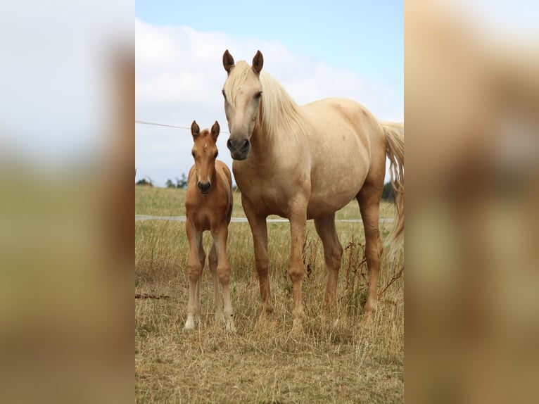 PRE Hengst Veulen (06/2026) 164 cm Palomino in Kirn