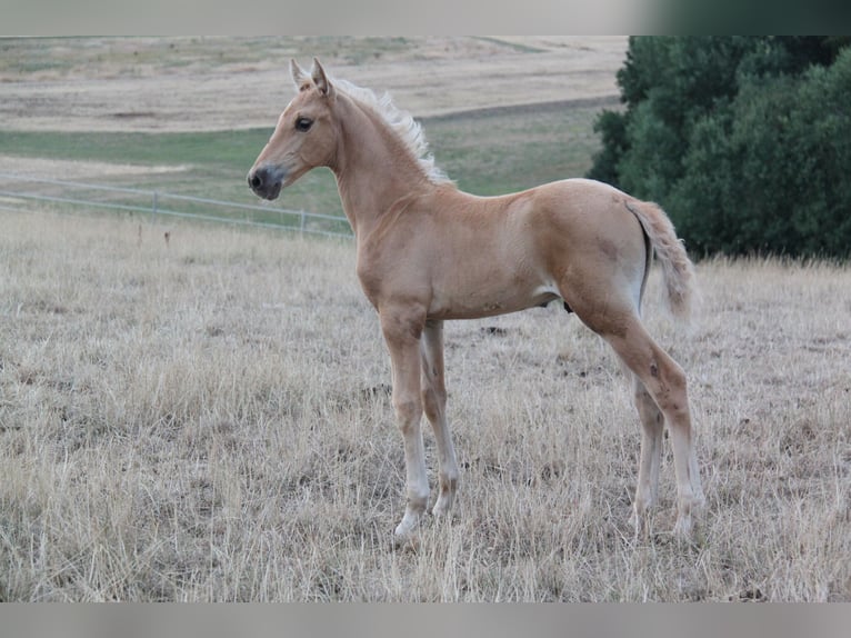 PRE Hengst Veulen (06/2026) 164 cm Palomino in Kirn