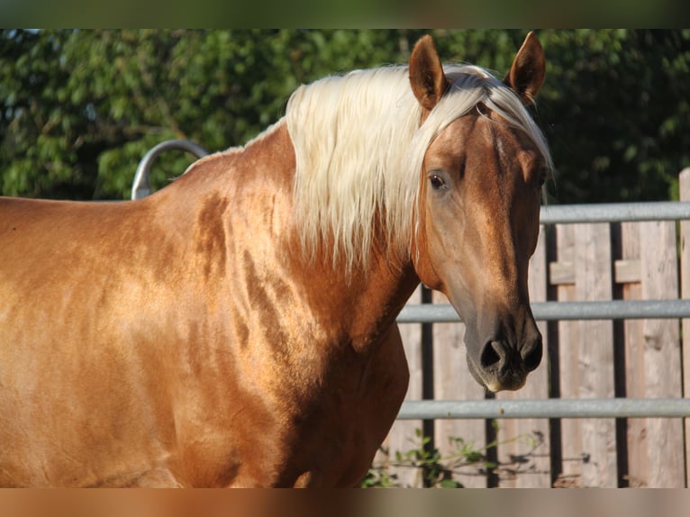 PRE Hengst Veulen (06/2026) 164 cm Palomino in Kirn