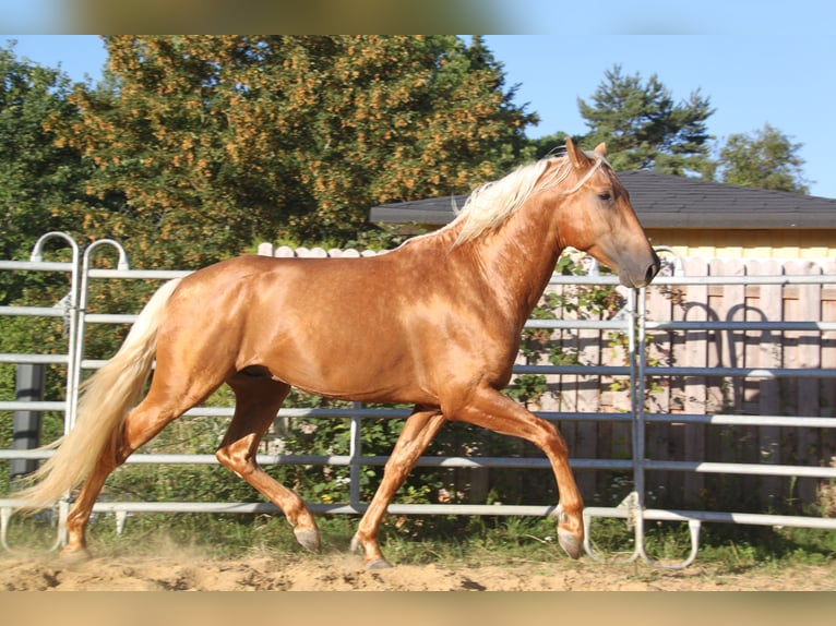 PRE Hengst Veulen (06/2026) 164 cm Palomino in Kirn