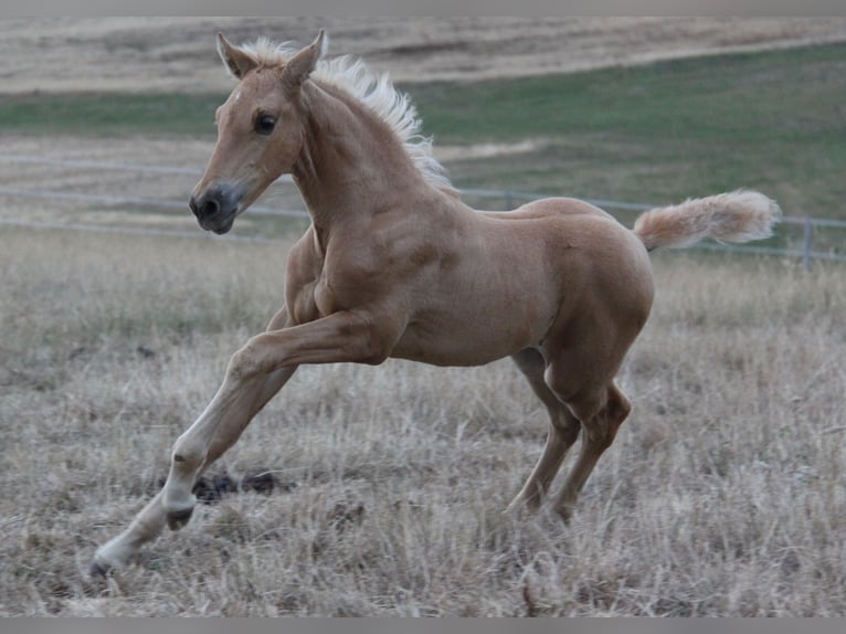 PRE Hengst Veulen (06/2026) 164 cm Palomino in Kirn