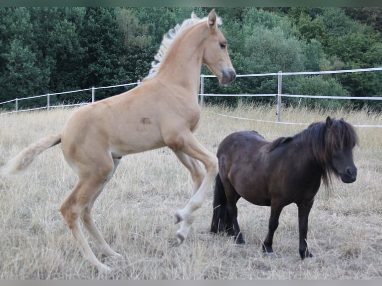 PRE Hengst Veulen (06/2026) 164 cm Palomino in Kirn