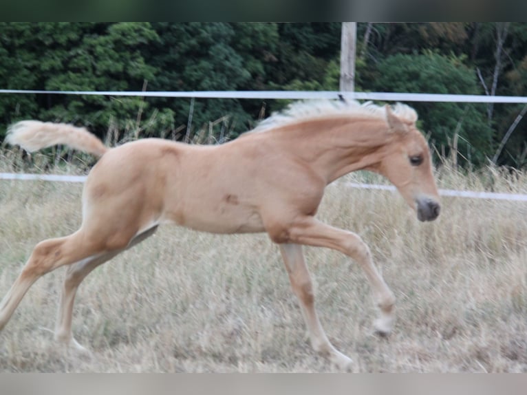 PRE Hengst Veulen (06/2026) 164 cm Palomino in Kirn