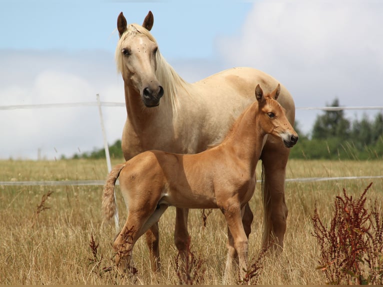 PRE Hengst Veulen (06/2026) 164 cm Palomino in Kirn