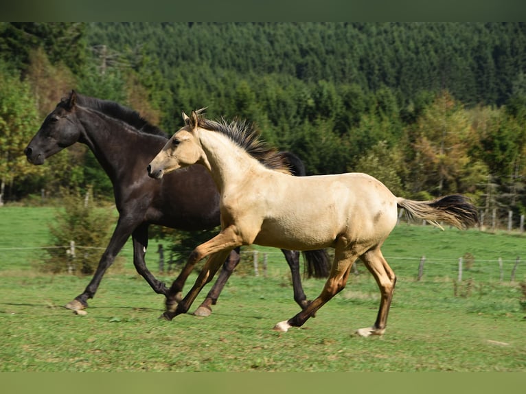 PRE Hengst Veulen (03/2026) 165 cm Buckskin in Dochamps