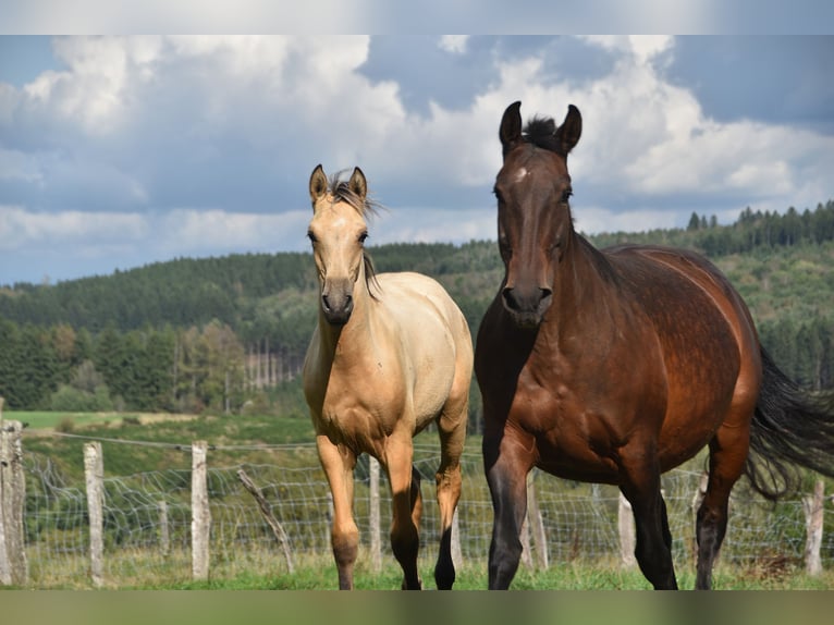 PRE Hengst Veulen (03/2026) 165 cm Buckskin in Dochamps