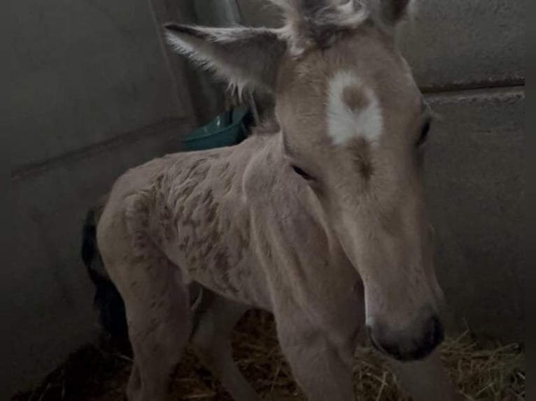 PRE Hengst Veulen (05/2026) 165 cm Buckskin in Boezinge