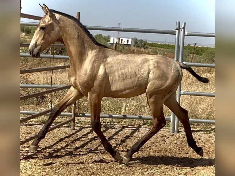 PRE Hengst Veulen (03/2025) 165 cm Falbe in Bienvenida