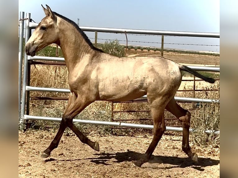 PRE Hengst Veulen (03/2025) 165 cm Falbe in Bienvenida