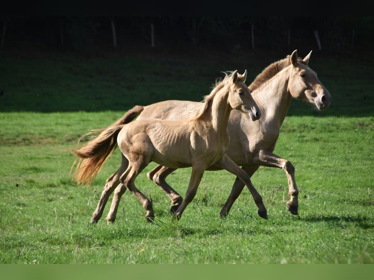 PRE Hengst Veulen (04/2026) 165 cm Pearl in Dochamps