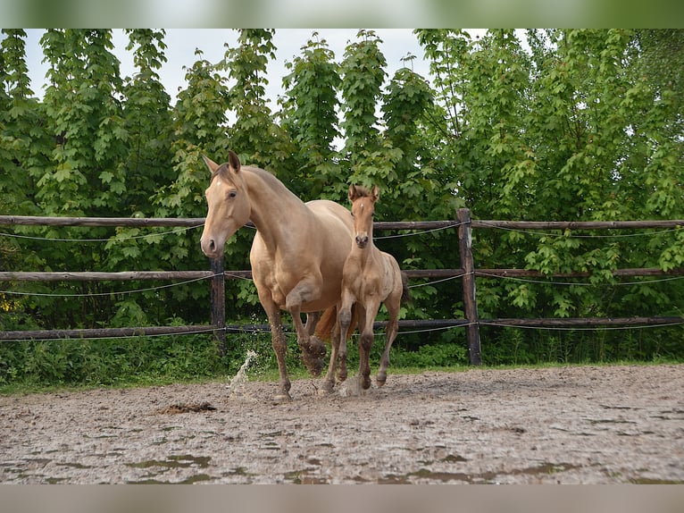 PRE Hengst Veulen (04/2026) 165 cm Pearl in Dochamps