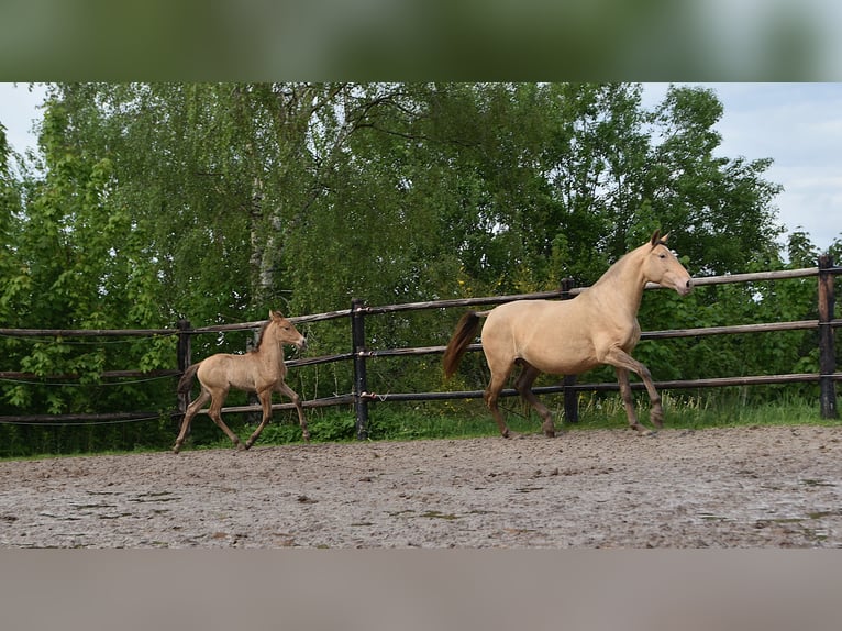 PRE Hengst Veulen (04/2026) 165 cm Pearl in Dochamps
