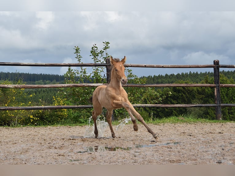 PRE Hengst Veulen (04/2026) 165 cm Pearl in Dochamps