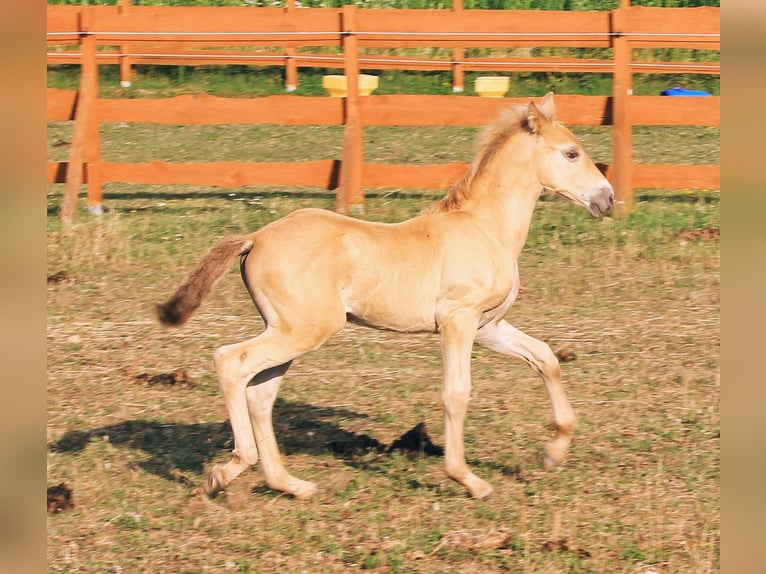 PRE Hengst Veulen (06/2026) 165 cm Pearl in Gößweinstein