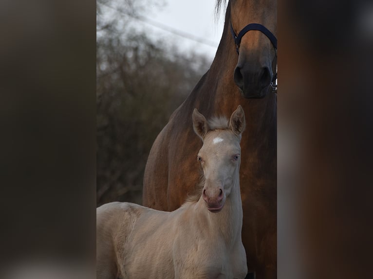 PRE Hengst Veulen (03/2026) 165 cm Perlino in Dochamps