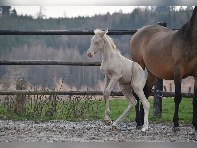 PRE Hengst Veulen (03/2026) 165 cm Perlino in Dochamps